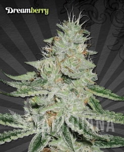 Dreamberry - AUTO SEEDS
