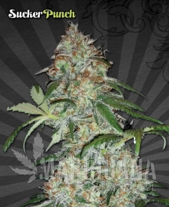 Sucker Punch - AUTO SEEDS