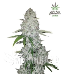 Gorilla Glue Auto - FASTBUDS