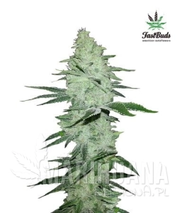 Six Shooter Auto - FASTBUDS