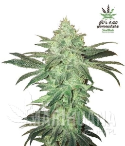 Stardawg Auto - FASTBUDS