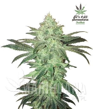 stardawg fb.jpg