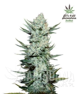 Tangie'Matic Auto - FASTBUDS