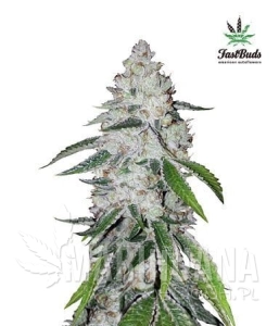West Coast OG Auto - FASTBUDS