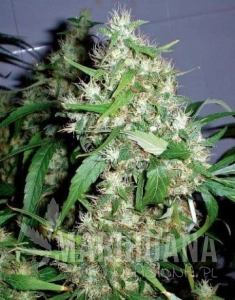 Critical Rapido Auto - BARNEY’S FARM