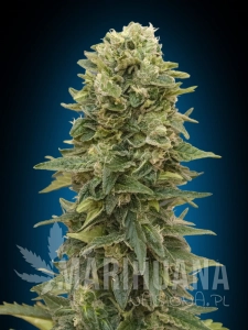 Female Mix - 00 SEEDS BANK