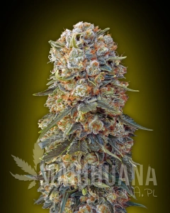 Sweet Critical - 00 SEEDS BANK