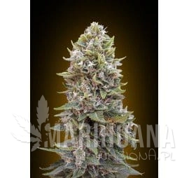 Auto 00 Cheese - 00 SEEDS BANK