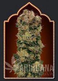 Auto Sweet Soma - 00 SEEDS BANK
