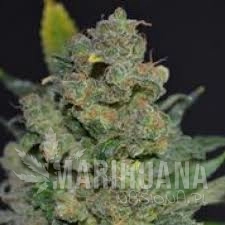 Auto 710 Cheese - 710 GENETICS