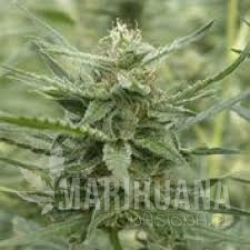 Auto AK-107 - 710 GENETICS