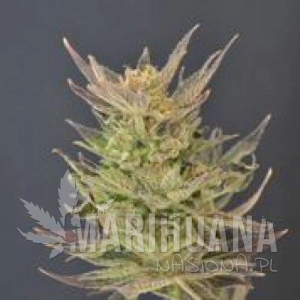 Auto Purps - 710 GENETICS