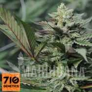 Andromina - 710 GENETICS