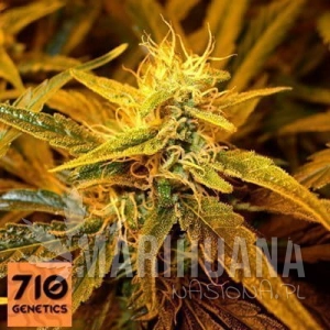 Cheese Label - 710 GENETICS