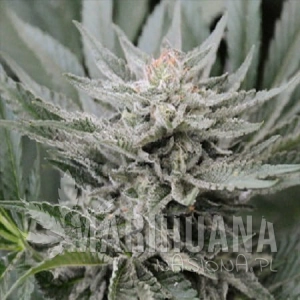 Coastal OG - 710 GENETICS