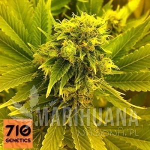 Leonarda - 710 GENETICS