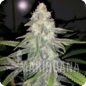 Old White Widow - 710 GENETICS