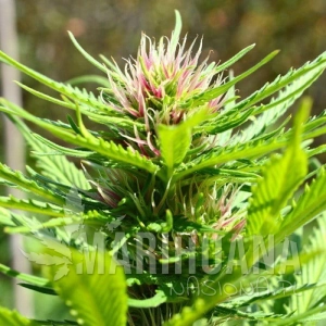 Smog - 710 GENETICS