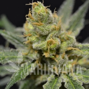 Super Shark - 710 GENETICS