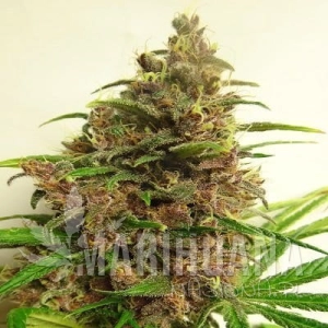 Malawi X Pck - ACE SEEDS