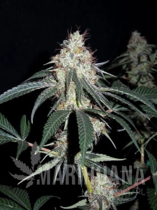 Nepalese Jam - ACE SEEDS