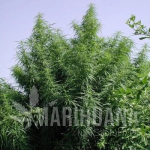 Tropical Mix - ACE SEEDS