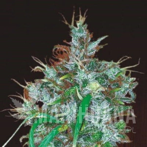 Panama Haze - ACE SEEDS