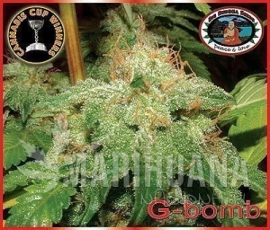 G-Bomb - BIG BUDDHA SEEDS