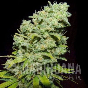 Psicotropic - BIOHAZARD SEEDS