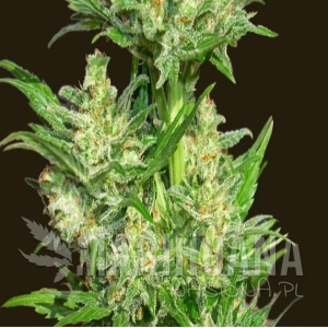 Auto Chingon - BIOHAZARD SEEDS