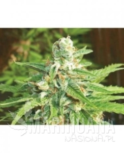 Auto Kratos - BIOHAZARD SEEDS