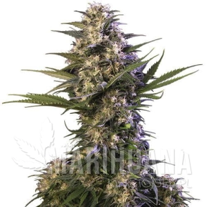 Buddha Kraken - BUDDHA SEEDS