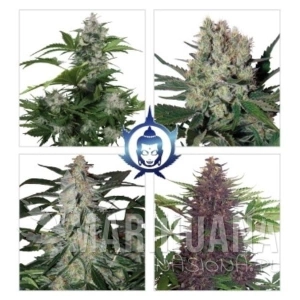 Assorted Auto - BUDDHA SEEDS