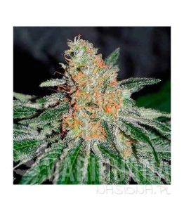 CBD Jam - DELICOUS SEEDS