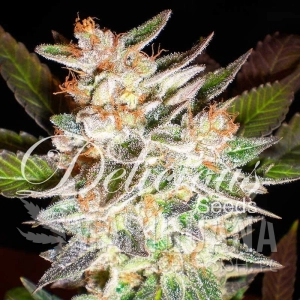 Delicious Candy - DELICOUS SEEDS
