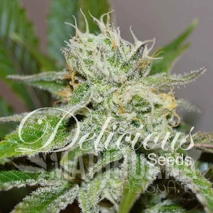 Original Juan Herer - DELICOUS SEEDS