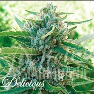 Sugar Black Rose F1 Fast Version - DELICOUS SEEDS