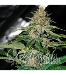 Delicious Candy Auto - DELICOUS SEEDS