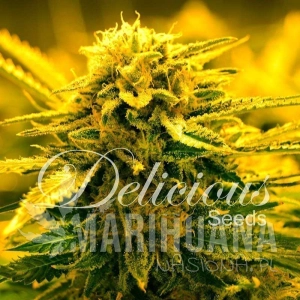 Sugar Black Rose Auto - DELICOUS SEEDS
