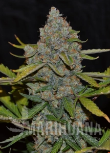 Auto CBG - CANNABIOGEN