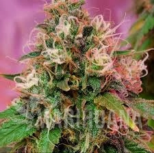 CBD OG Kush - CBD CREW