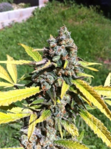 Auto AK - CBD Seeds