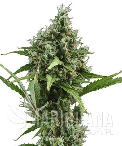 Auto Amnesia - CBD Seeds