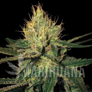 Cannalope Haze - DNA GENETICS