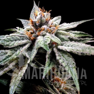 Dj's Gold - DNA GENETICS