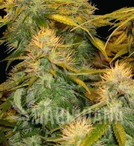 DNA Mix Pack - DNA GENETICS