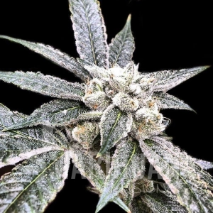 Golden Berry - DNA GENETICS