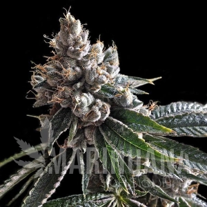 Golden Lemons - DNA GENETICS