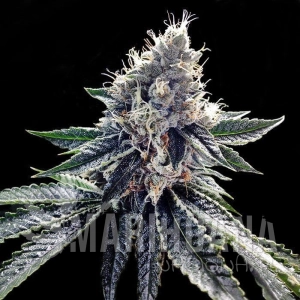 Sour Kosher - DNA GENETICS