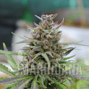 Baby Boom Auto - KANNABIA SEED